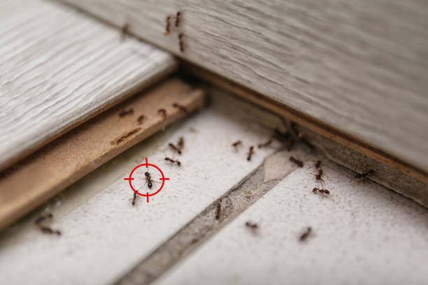 Best Wildlife Control Services  in Azle, TX