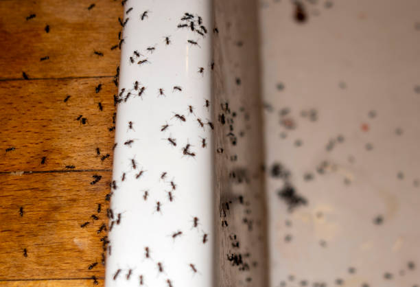 Best Local Pest Control Services  in Azle, TX