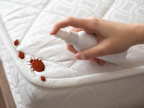 Best Ant Control Services  in Azle, TX